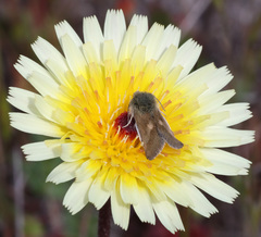 Heliolonche joaquinensis