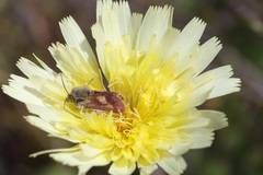 Heliolonche joaquinensis