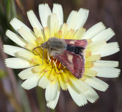 Heliolonche joaquinensis