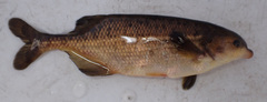 Marcusenius altisambesi