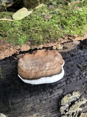 Ganoderma