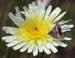 Heliolonche joaquinensis