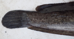 Clarias ngamensis