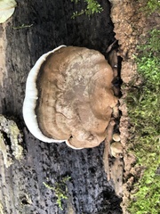 Ganoderma