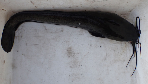 Blunttooth catfish (Clarias ngamensis) — Clariidae — 5