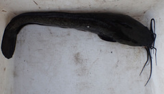 Clarias ngamensis