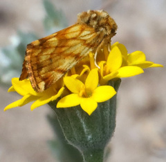 Xanthothrix neumoegeni