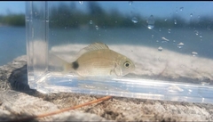 Diplodus holbrookii