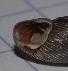 Macrogastra ventricosa