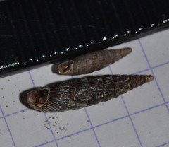 Macrogastra ventricosa