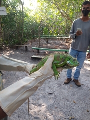 Iguana iguana