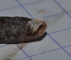 Macrogastra ventricosa