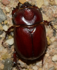 Phyllognathus excavatus