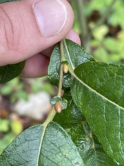 Salix appendiculata