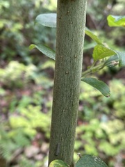 Salix appendiculata