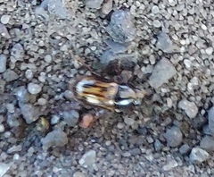 Chilothorax