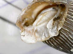 Macrogastra ventricosa