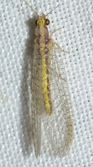 Pseudomallada genei