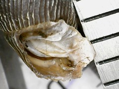 Macrogastra ventricosa