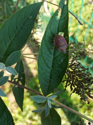 Halyomorpha halys