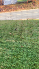 Turdus migratorius image