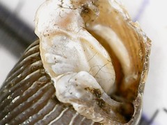 Macrogastra ventricosa