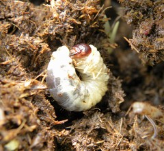 Oxythyrea funesta