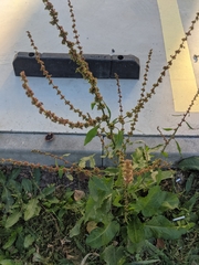 Stumpfblättriger Ampfer (Rumex obtusifolius): Herkunft und Verwendung — Foto 3
