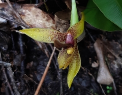 Maxillaria praestans