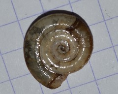 Planorbis planorbis
