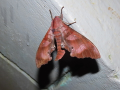 Marumba nympha