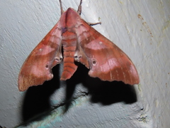 Marumba nympha