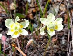 Platystemon californicus