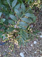 Pistacia × saportae