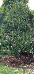 Pandanus