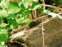 Algyroides moreoticus