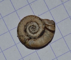Planorbis planorbis