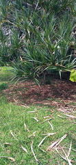 Pandanus