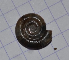 Planorbis planorbis