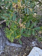 Pistacia × saportae