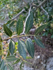 Pistacia × saportae