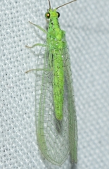 Pseudomallada subcubitalis