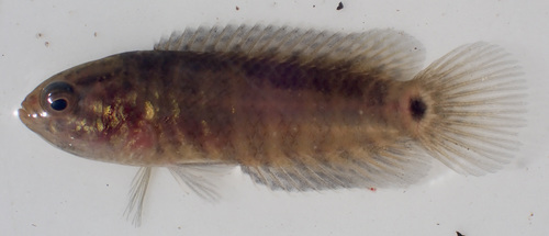 Blackspot climbing perch (Microctenopoma intermedium) — Anabantidae — 5