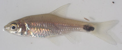 Enteromius afrovernayi