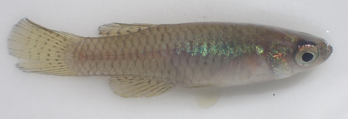 Meander lampeye (Micropanchax hutereaui) — Poeciliidae — 5