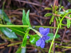 Dampiera linearis