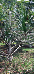 Pandanus utilis image