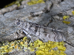Dioryctria mendacella
