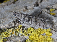 Dioryctria mendacella