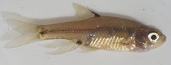 Enteromius haasianus